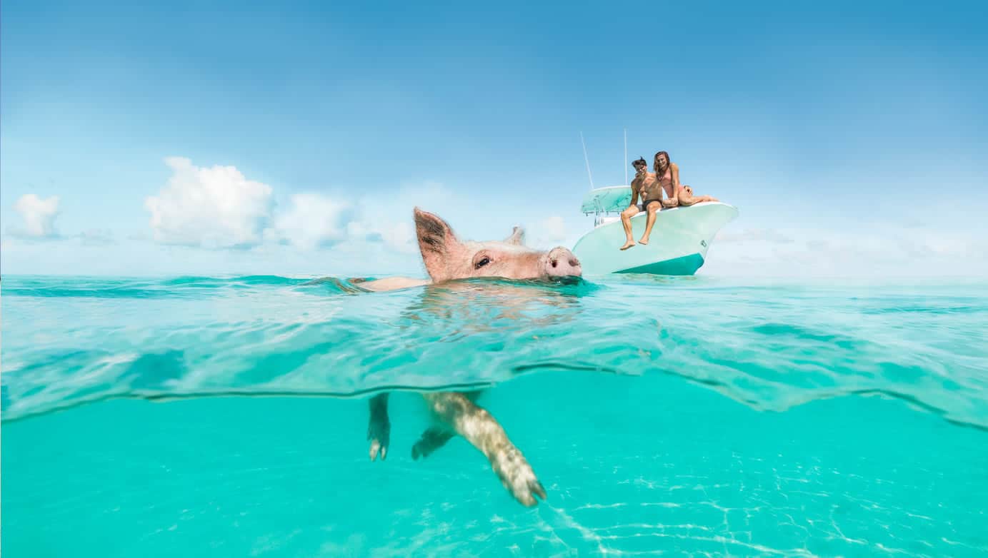 Staniel Cay Yacht Club A pig swims in the clear blue water near a boat where two people relax, soaking up the stunning views offered by Rentals on Staniel Cay. Vacation Rentals and Resort on Staniel Cay Exuma