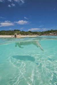 A crocodile swimming near a beach in clear water at Staniel Cay.