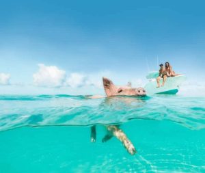 Two people swimming with a pig in the water near a boat at Staniel Cay in The Bahamas.