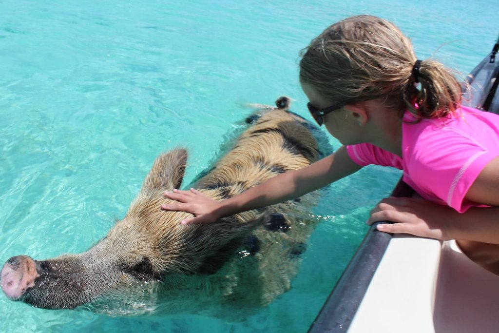 A girl petting a pig at Staniel Cay Yacht Club in The Bahamas.