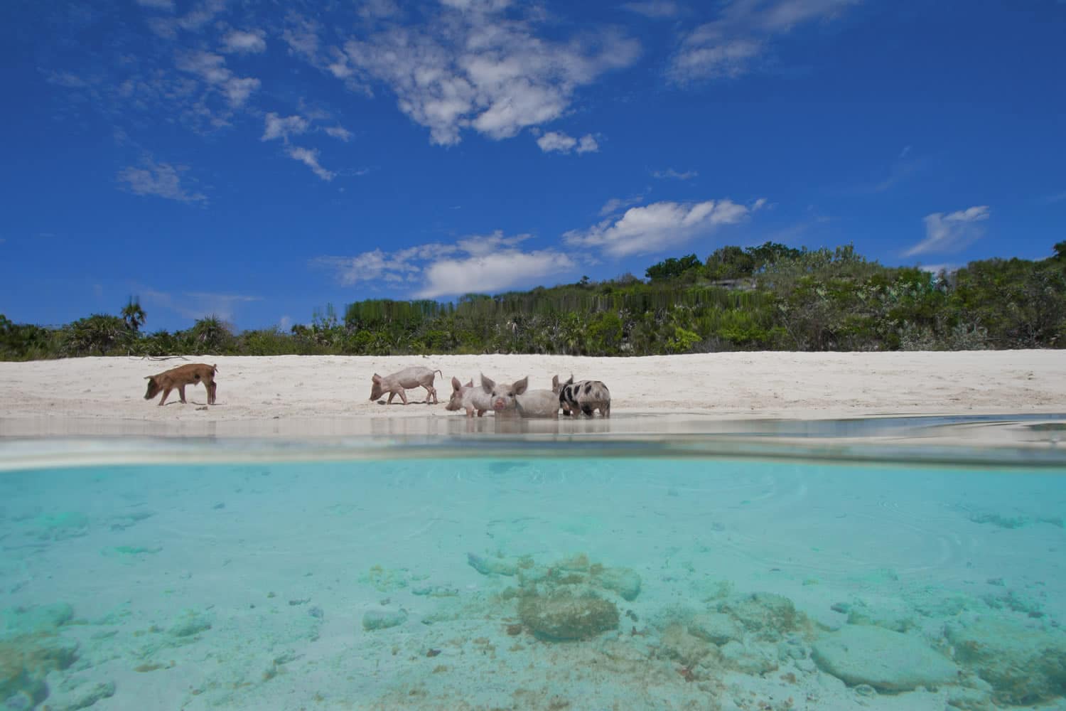 A group of cows are swimming in the water near Staniel Cay, a sandy beach.