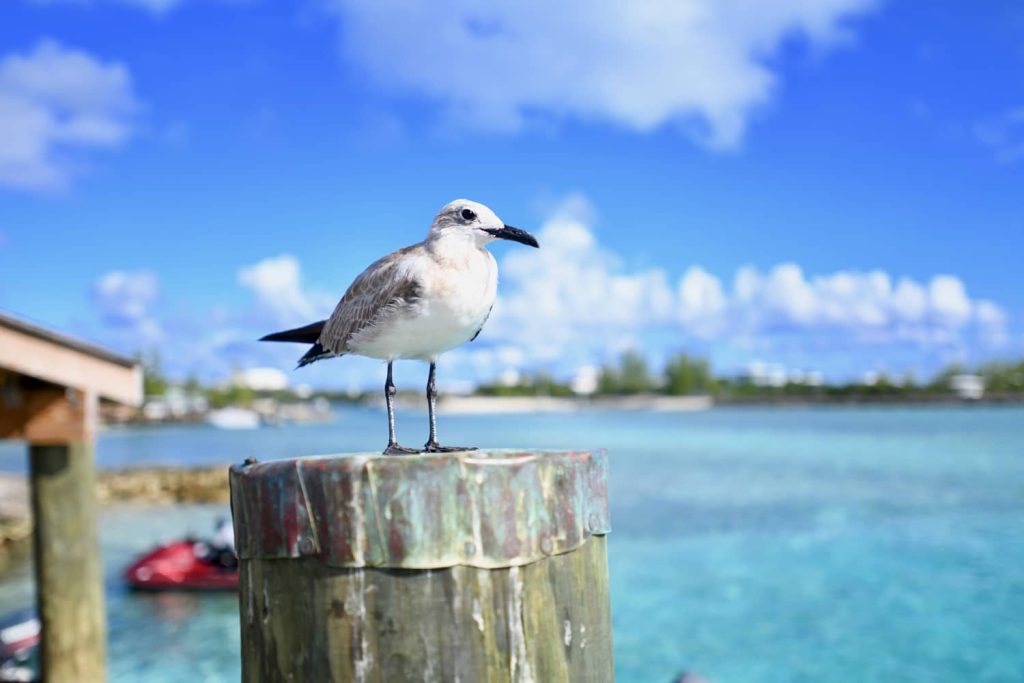 A seagull perched on a wooden post near Staniel Cay.