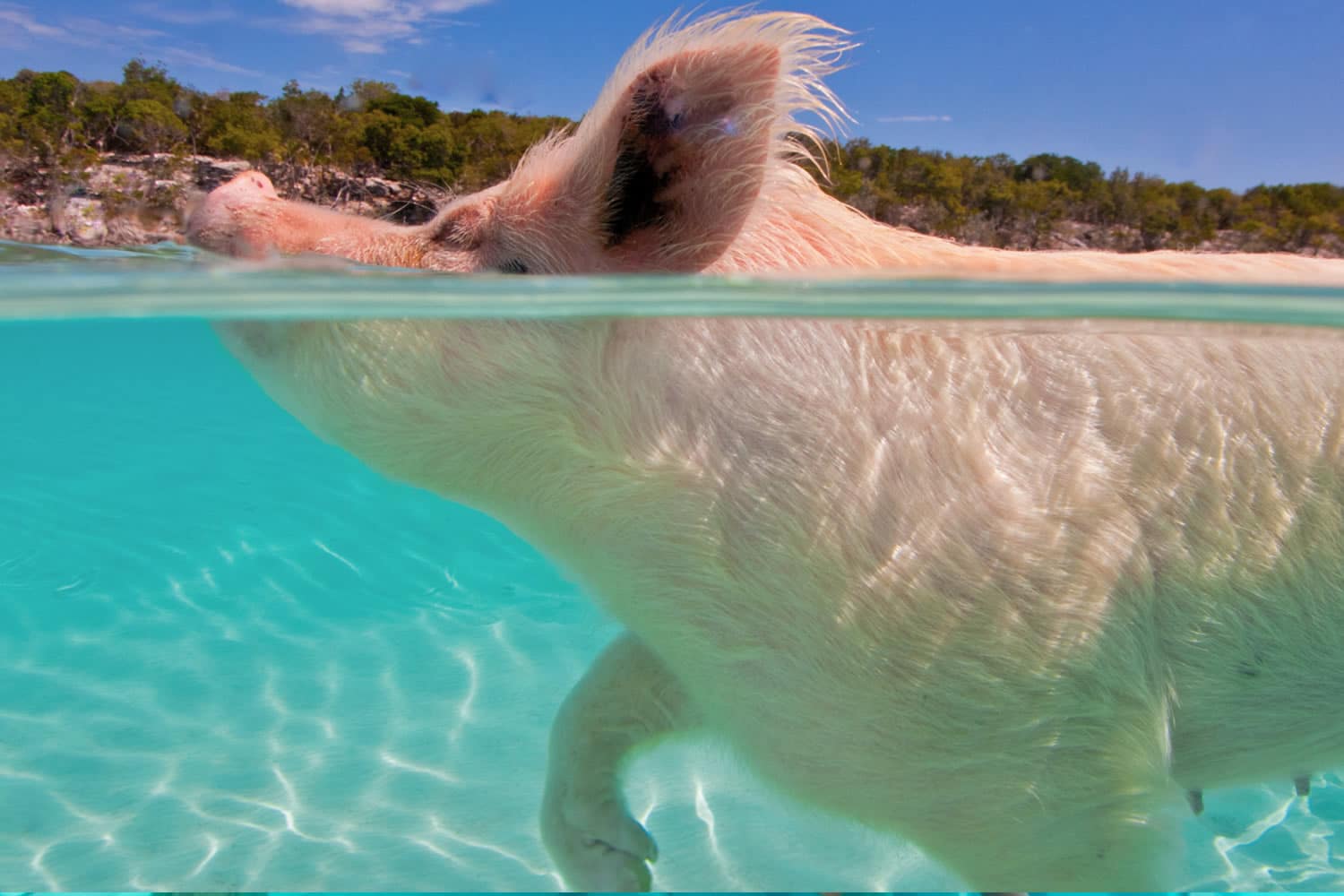 A white pig swimming in clear blue water at Staniel Cay in The Bahamas.