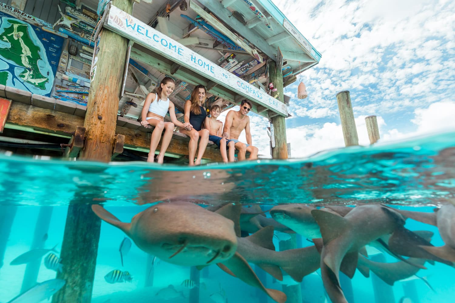 Visitors at Staniel Cay Yacht Club are mesmerized by sharks in the water.