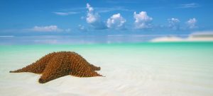 Staniel Cay Yacht Club A starfish rests on the sandy shores of Exuma Cays, surrounded by clear blue water and a sky dotted with fluffy clouds in the background. Vacation Rentals and Resort on Staniel Cay Exuma