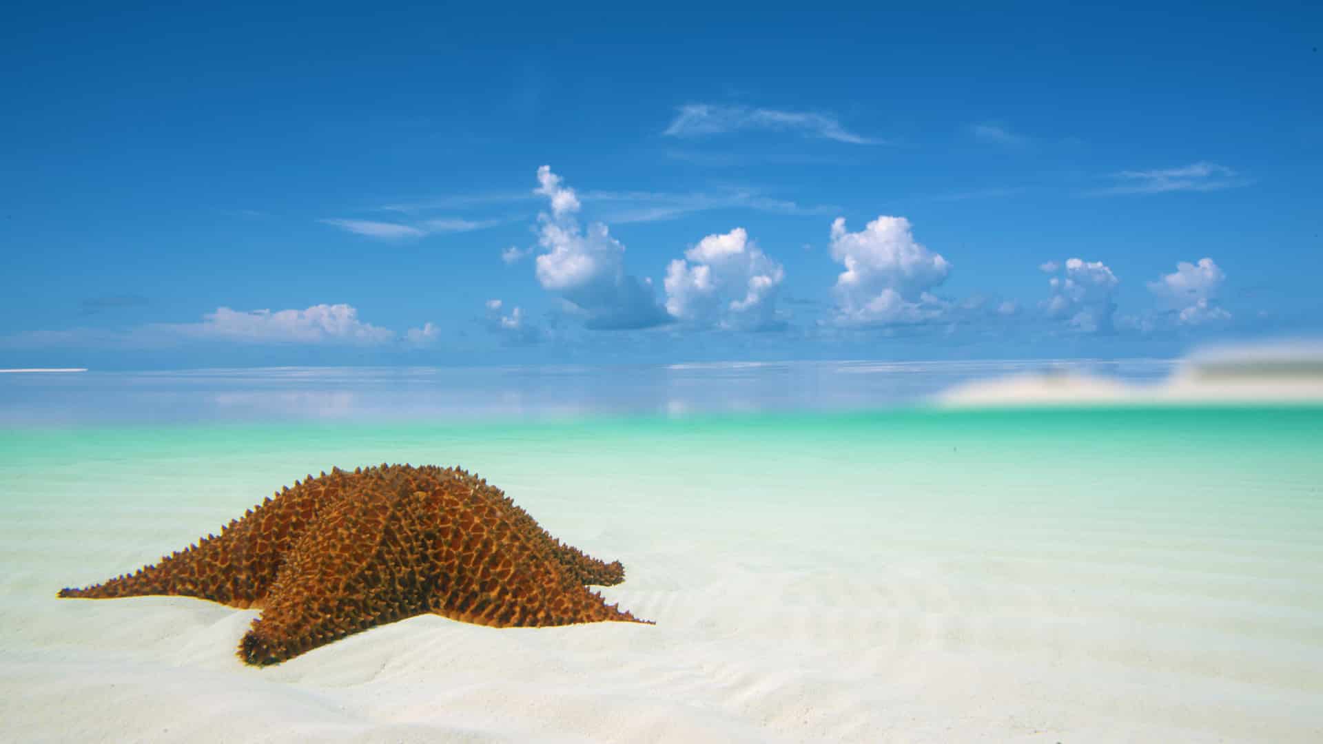 Staniel Cay Yacht Club A starfish rests on the sandy shores of Exuma Cays, surrounded by clear blue water and a sky dotted with fluffy clouds in the background. Vacation Rentals and Resort on Staniel Cay Exuma